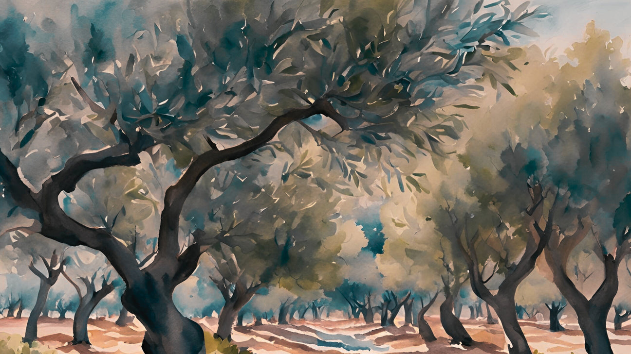 The Blessed Olive: A Sacred Symbol of Resilience and Abundance